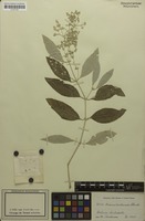 Isotype of Iresine cardenasii Standl. [family AMARANTHACEAE]