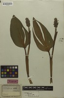 Syntype of Pontederia ovalis Mart. ex Schult.f. [family PONTEDERIACEAE]