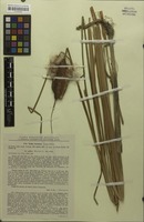 Type? of Typha laxmannii var. getica Morariu [family TYPHACEAE]