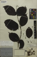 Holotype of Banisteria erianthera A.Juss. [family MALPIGHIACEAE]