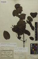 Holotype of Banisteria virgultosa Mart. ex A.Juss. [family MALPIGHIACEAE]