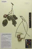 Paratype of Xanthocercis rabiensis Maesen [family FABACEAE]