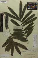 Holotype of Talisia erecta Radlk. [family SAPINDACEAE]