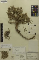 Syntype of Gomphrena pulvinata Suess. [family AMARANTHACEAE]
