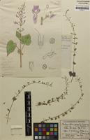 Type of Plectranthus gracilis Suess. [family LAMIACEAE]
