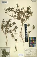 Isotype of Dilepis dichotoma Suess. & Merxm. [family ASTERACEAE]