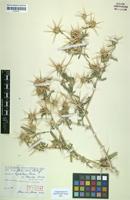 Isotype of Centaurea x flavo-rosea Rech.f. [family ASTERACEAE]