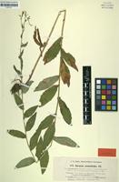 Syntype of Hieracium prenanthoides subsp. hypoglaucum Litv. & Zahn [family ASTERACEAE]