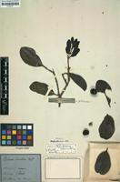 Type of Psidium obovatum Mart. ex DC. [family MYRTACEAE]