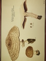 Agaricus bisporus (J. E. Lange) Imbach