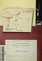 Agaricus pratensis Schaeff.
