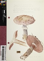 Agaricus campestris L. : Fr.