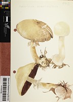 Agaricus abruptibulbus Peck