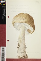 Agaricus augustus Fr.