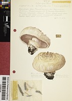 Agaricus campestris L. : Fr.