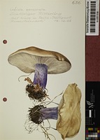 Lepista personata (Fr. : Fr.) Cooke