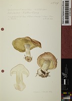 Leucocortinarius bulbiger (Fr.) Singer