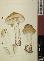 Limacella guttata (Fr.) Konr. & Maubl.