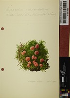 Lycogala epidendrum (J.C. Buxb. ex L.) Fr.