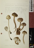 Lyophyllum coracinum (Fr.) Singer