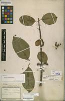 Lectotype of Platonia insignis Mart. [family CLUSIACEAE]