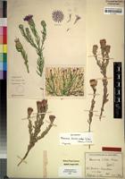 Holotype of Vernonia wildii Merxm. [family COMPOSITAE]