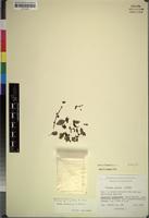 Isotype of Tinnea juttae Dinter [family LABIATAE]
