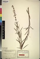 Isotype of Benguellia lanceolata (Gürke) G. Taylor [family LABIATAE]