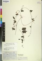 Paratype of Cucumis umbrosus A.Meeuse & Strey [family CUCURBITACEAE]