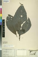 Isotype of Psychotria ingentifolia Petit [family RUBIACEAE]
