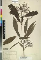 Isosyntype of Ixora euosmia K. Schum. [family RUBIACEAE]