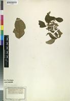 Isotype of Vangueria tomentosa Hochst. [family RUBIACEAE]