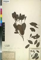 Isotype of Elattospermum longepetiolatum Solereder [family RUBIACEAE]