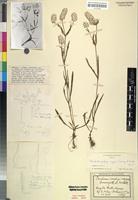 Isotype of Pandiaka porphyrargyrea Suess. & Overkott [family AMARANTHACEAE]