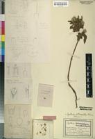 Isotype of Cyathula kilimandscharica Suess. & Beyerle [family AMARANTHACEAE]