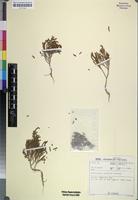 Isotype of Salicornia uniflora Toelken [family CHENOPODIACEAE]