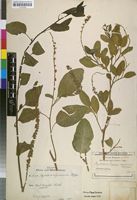 Isosyntype of Phytolacca dodecandra var. brevipedicellata H.Walter [family PHYTOLACCACEAE]
