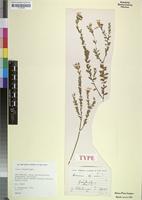 Isotype of Linum villosum C.M.Rogers [family LINACEAE]