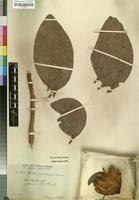 Isolectotype of Protea madiensis Engl. var. latifolia [family PROTEACEAE]
