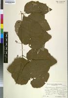 Isotype of Ampelocissus schliebenii Werderm. [family VITACEAE]