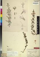 Holotype of Dyschoriste marandellae Merxm. [family ACANTHACEAE]