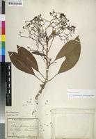 Lectotype of Nuxia floribunda var. holstii Gilg [family BUDDLEJACEAE]