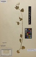 Filed as Adenocline acuta (Thunb.) Baill. [family EUPHORBIACEAE]