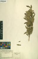 Filed as Kiggelaria africana L. [family FLACOURTIACEAE]