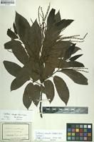Original material of Castanea crenata Siebold & Zucc. [family FAGACEAE]