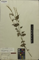 Isolectotype of Chamissoa maximiliani Mart. [family AMARANTHACEAE]