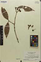 Isotype of Eugenia griseiflora McVaugh [family MYRTACEAE]