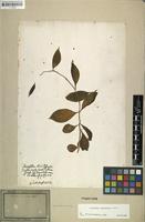 Filed as Pereskia aculeata Mill. [family CACTACEAE]