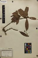 Type of Dodecadenia grandiflora Nees [family LAURACEAE]