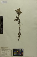 Filed as Prunus persica (L.) Batsch [family ROSACEAE]